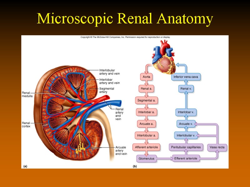 Microscopic Renal Anatomy